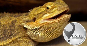 Arrested for allegedly dealing in reptiles