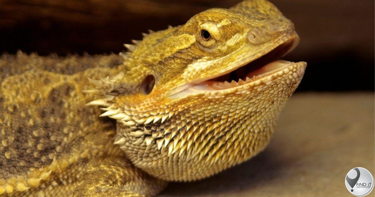 Arrested for allegedly dealing in reptiles