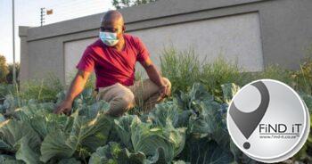 ‘Cabbage Bandit’ case: State declines prosecuting pavement gardener