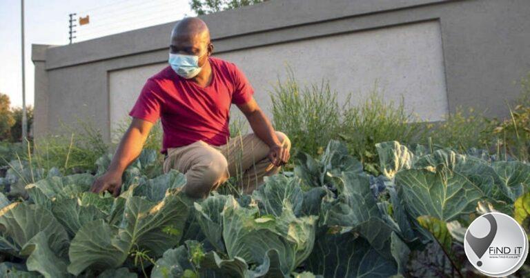 ‘Cabbage Bandit’ case: State declines prosecuting pavement gardener
