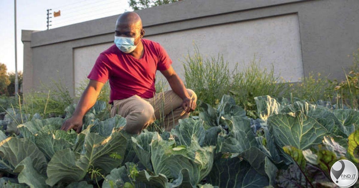 ‘Cabbage Bandit’ case: State declines prosecuting pavement gardener
