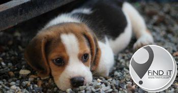 Mense loop deur onder ‘Kimberley puppy scammers’