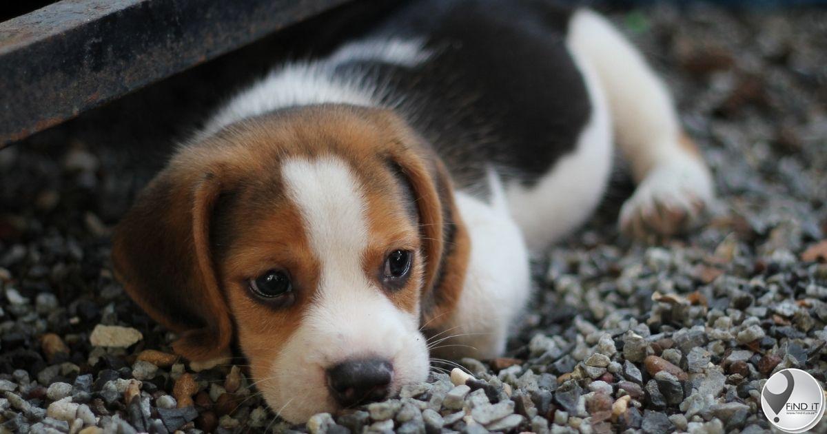 Mense loop deur onder ‘Kimberley puppy scammers’