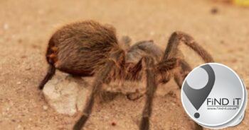 ‘Rust’ crew member may lose arm after deadly spider bite