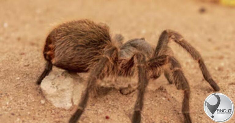 ‘Rust’ crew member may lose arm after deadly spider bite