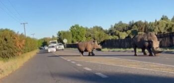 Twee renosters in die strate van Bloemfontein