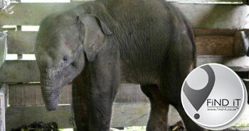 Baby elephant dies after losing half its trunk in poacher’s trap