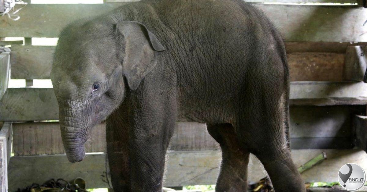 Baby elephant dies after losing half its trunk in poacher’s trap