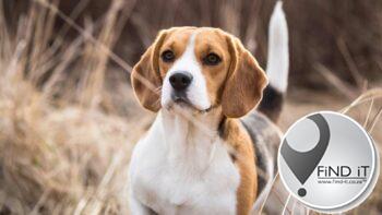 Twee Beagles doodgeskiet
