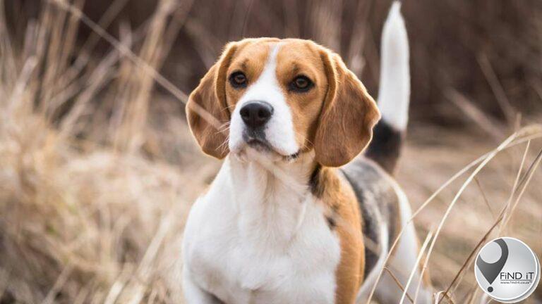 Twee Beagles doodgeskiet