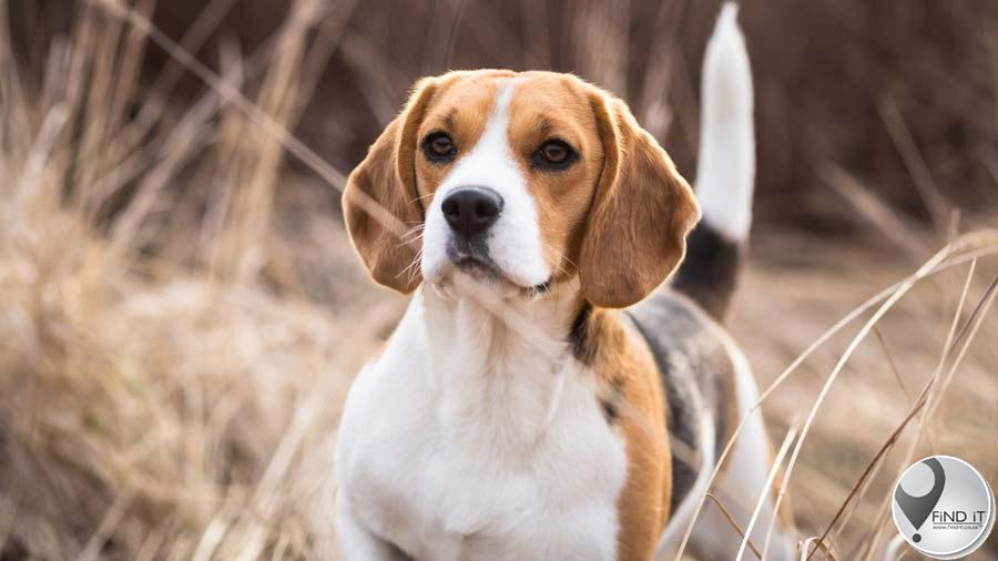 Twee Beagles doodgeskiet