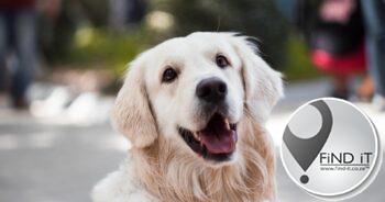 NICD reports spike in human rabies cases across SA