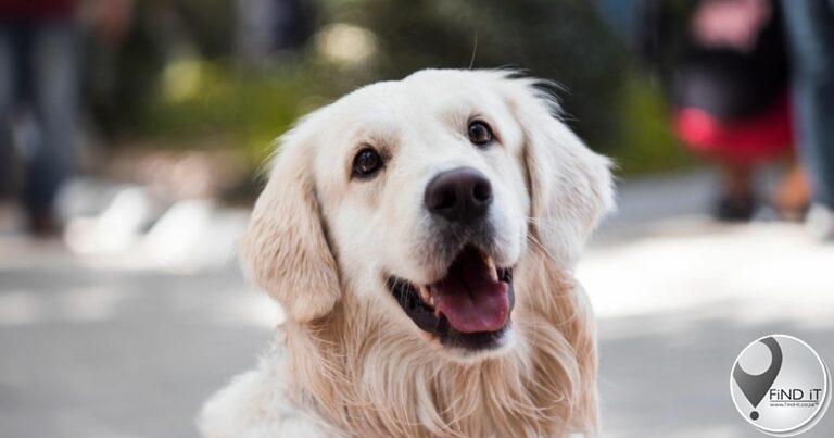 NICD reports spike in human rabies cases across SA