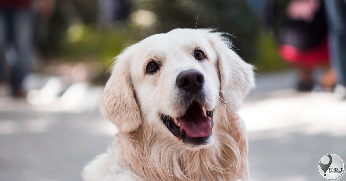 NICD reports spike in human rabies cases across SA