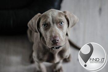 Maklike 'breath mints' vir jou hond