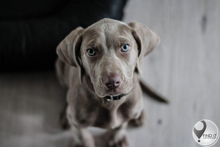 Maklike 'breath mints' vir jou hond