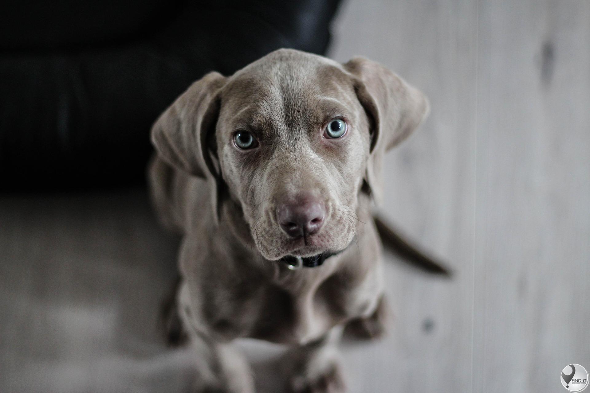 Maklike 'breath mints' vir jou hond