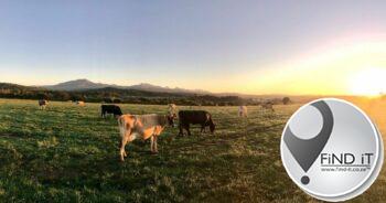 #DidYouKnow that animals are taken in at the Beefmaster feedlot