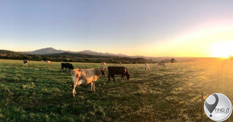 #DidYouKnow that animals are taken in at the Beefmaster feedlot
