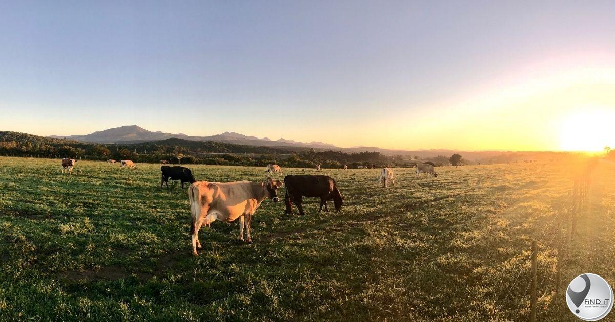 #DidYouKnow that animals are taken in at the Beefmaster feedlot