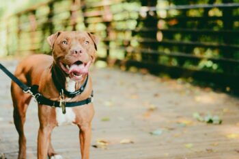 Dogtertjie (3) dood tydens pit bull-aanval (Foto: Unsplash) * Die hond in die foto word slegs vir illustrasiedoeleindes gebruik en is nié die hond wat die dogtertjie aangeval het nie.
