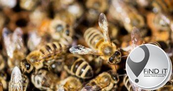 Man critical after over 100 bee stings in Cosmo City