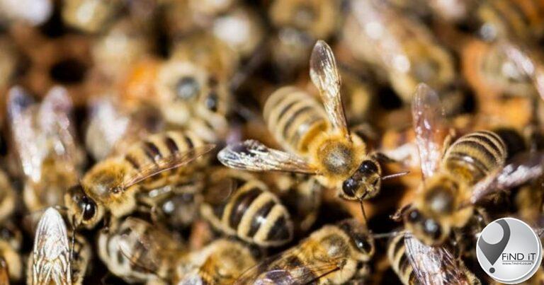 Man critical after over 100 bee stings in Cosmo City