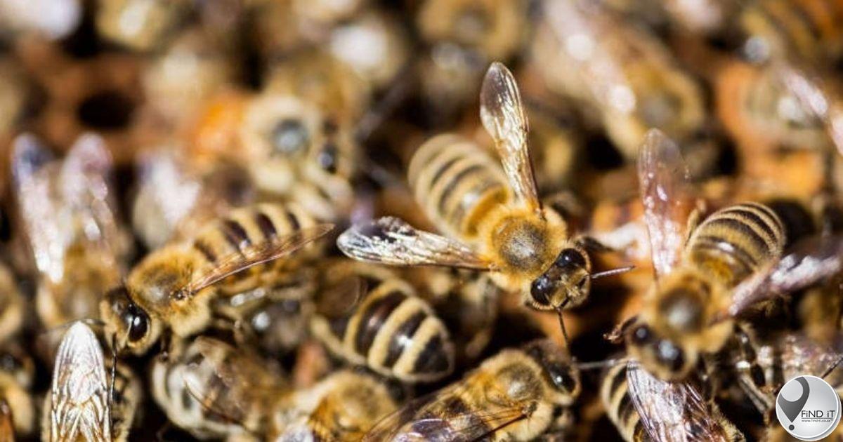 Man critical after over 100 bee stings in Cosmo City