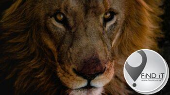 Leeus en pumas steek glo Covid-19 by dieretuin-werkers aan