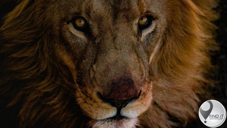 Leeus en pumas steek glo Covid-19 by dieretuin-werkers aan