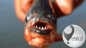 Vier dood en 20 beseer in piranha-aanvalle