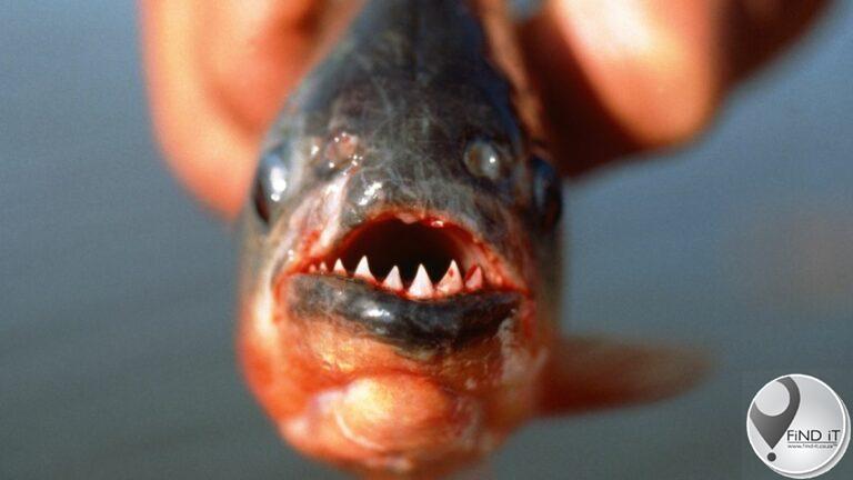 Vier dood en 20 beseer in piranha-aanvalle