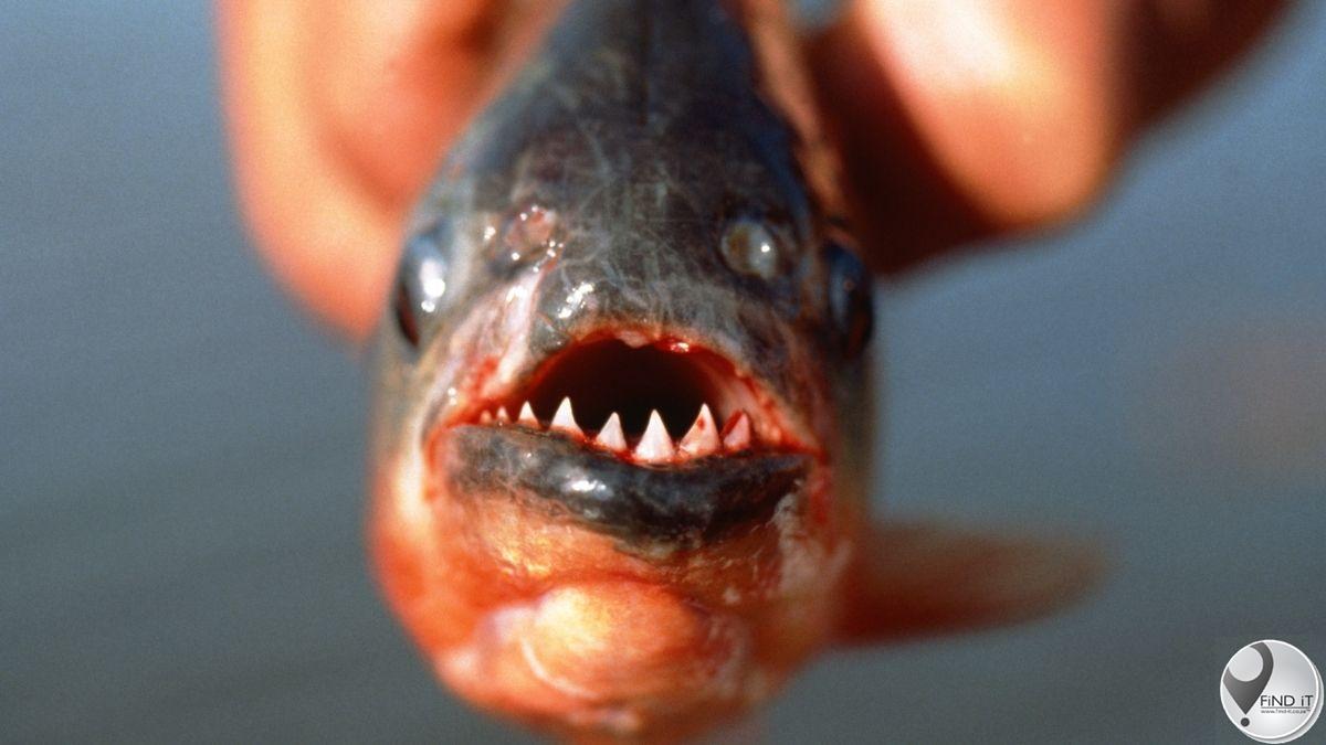 Vier dood en 20 beseer in piranha-aanvalle