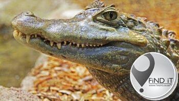 Woman killed by crocodile while doing laundry