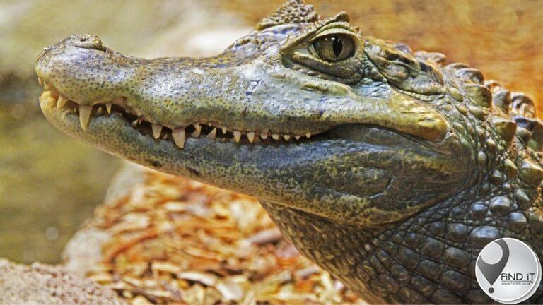 Woman killed by crocodile while doing laundry
