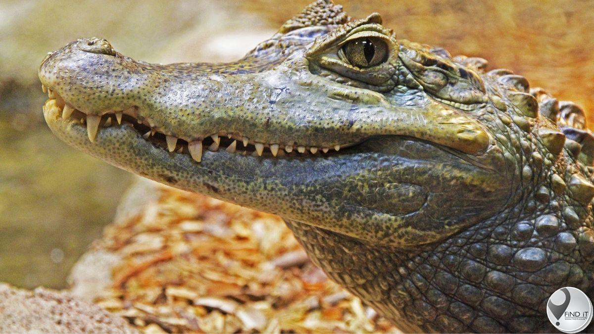 Woman killed by crocodile while doing laundry