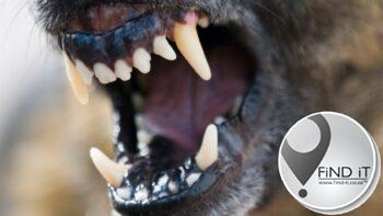 Vrou kritiek beseer toe honde haar aanval