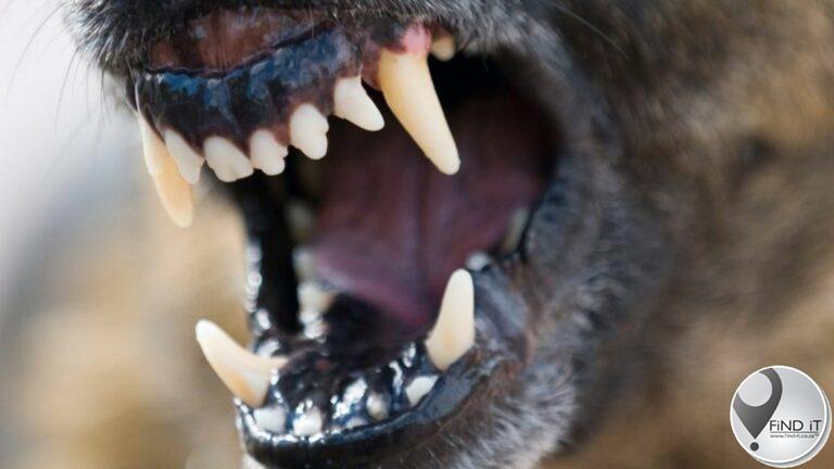 Vrou kritiek beseer toe honde haar aanval