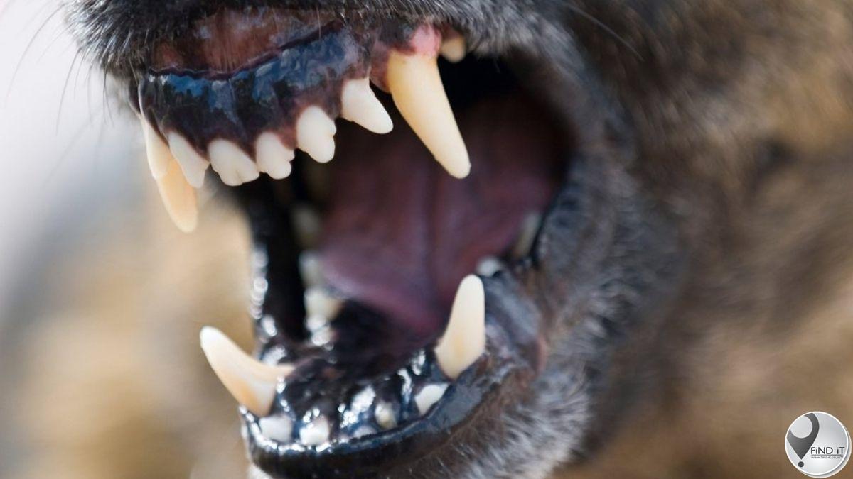 Vrou kritiek beseer toe honde haar aanval