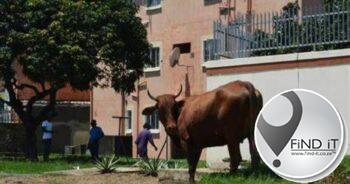 Phoenix father succumbs to injuries are bull attack in street