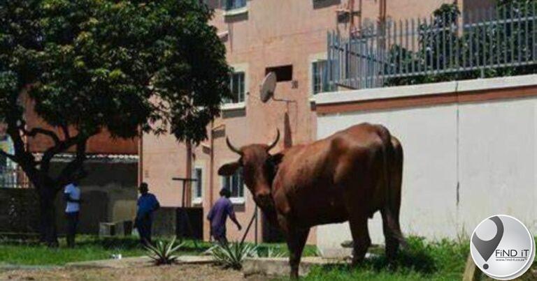 Phoenix father succumbs to injuries are bull attack in street