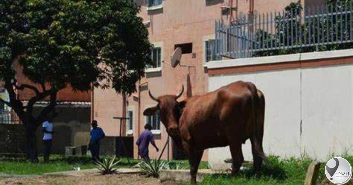 Phoenix father succumbs to injuries are bull attack in street