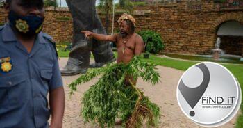 Police uproot cannabis plants growing outside Ramaphosa’s office