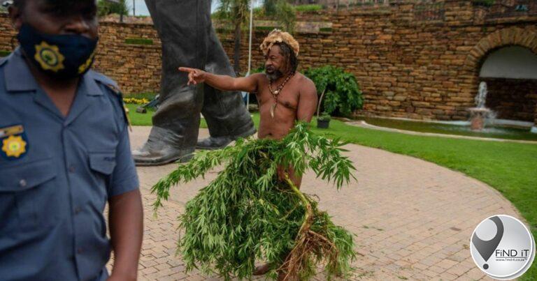 Police uproot cannabis plants growing outside Ramaphosa’s office
