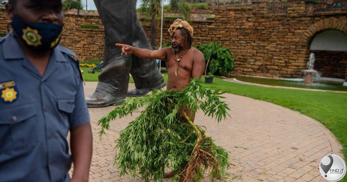 Police uproot cannabis plants growing outside Ramaphosa’s office
