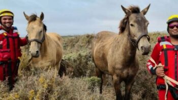 NSRI help perde oor oorstroomde Oranjerivier