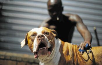 Dogfighting