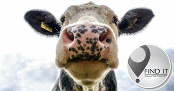 Bridging the skills gap in the beef sector  