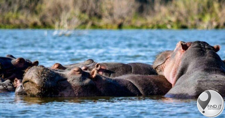 Pablo Escobar’s ‘cocaine’ hippos face the threat of being culled