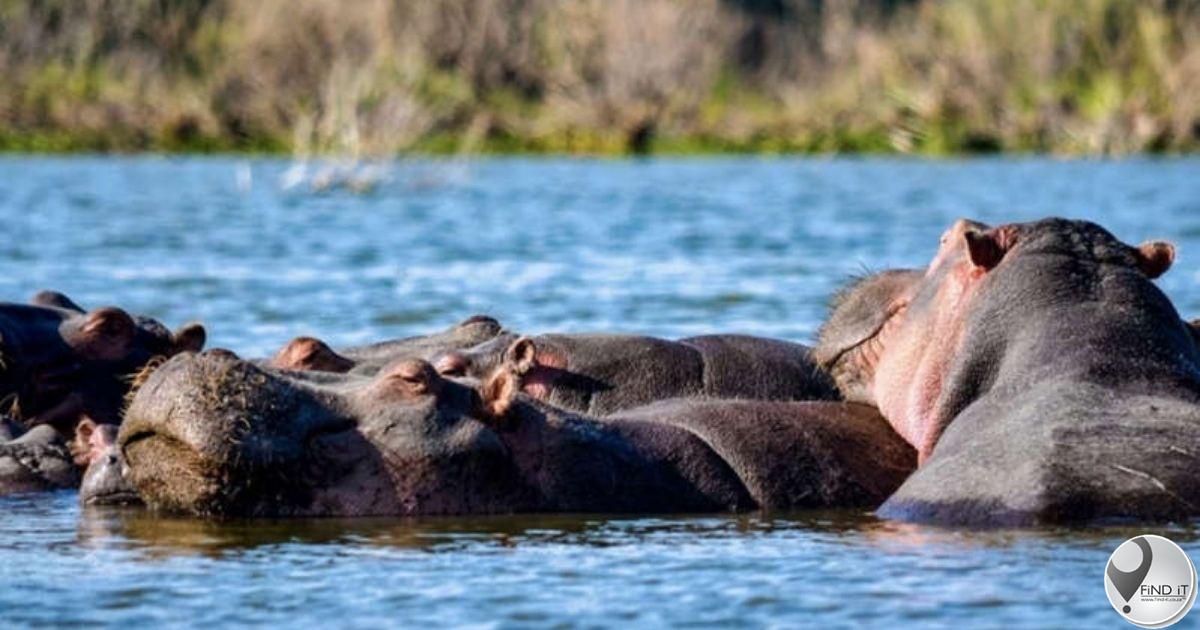 Pablo Escobar’s ‘cocaine’ hippos face the threat of being culled